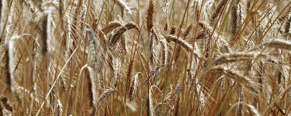 Пшеница - Sputnik Беларусь