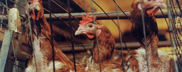 Куры, архивное фото - Sputnik Беларусь