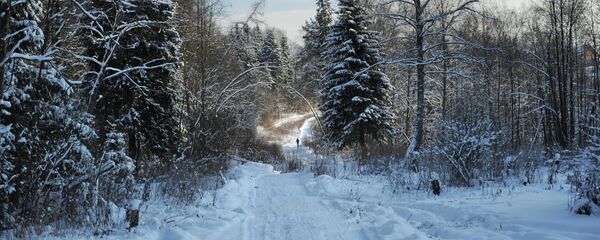 Зимний лес - Sputnik Беларусь