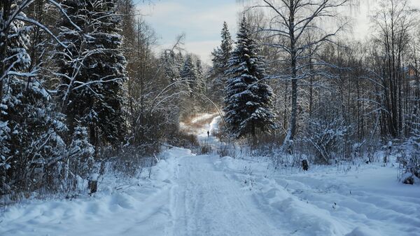 Зимний лес, архивное фото - Sputnik Беларусь