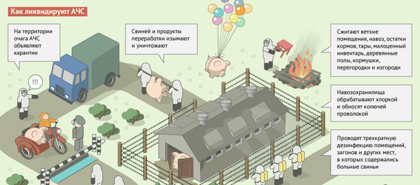 Африканская чума свиней (АЧС) - Sputnik Беларусь