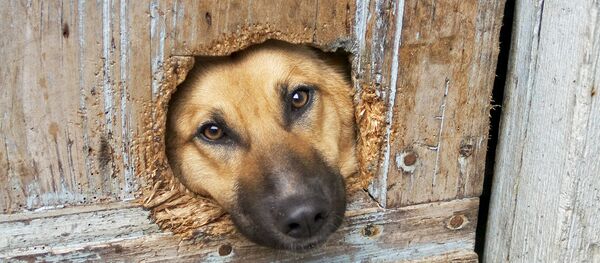 Собака за забором Собака за забором - Sputnik Беларусь