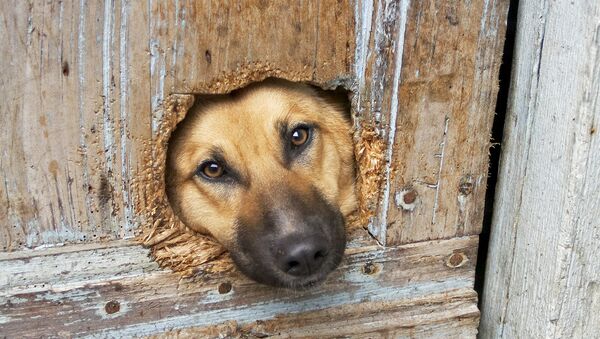 Собака за забором - Sputnik Беларусь