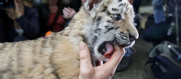 Амурский тигренок в берлинском зоопарке - Sputnik Беларусь