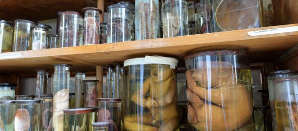 Экспонаты кунсткамеры - Sputnik Беларусь