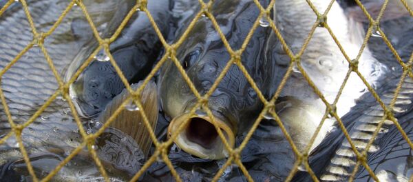 Карп в сети - Sputnik Беларусь