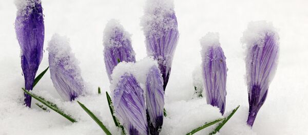 Крокусы под снегом - Sputnik Беларусь