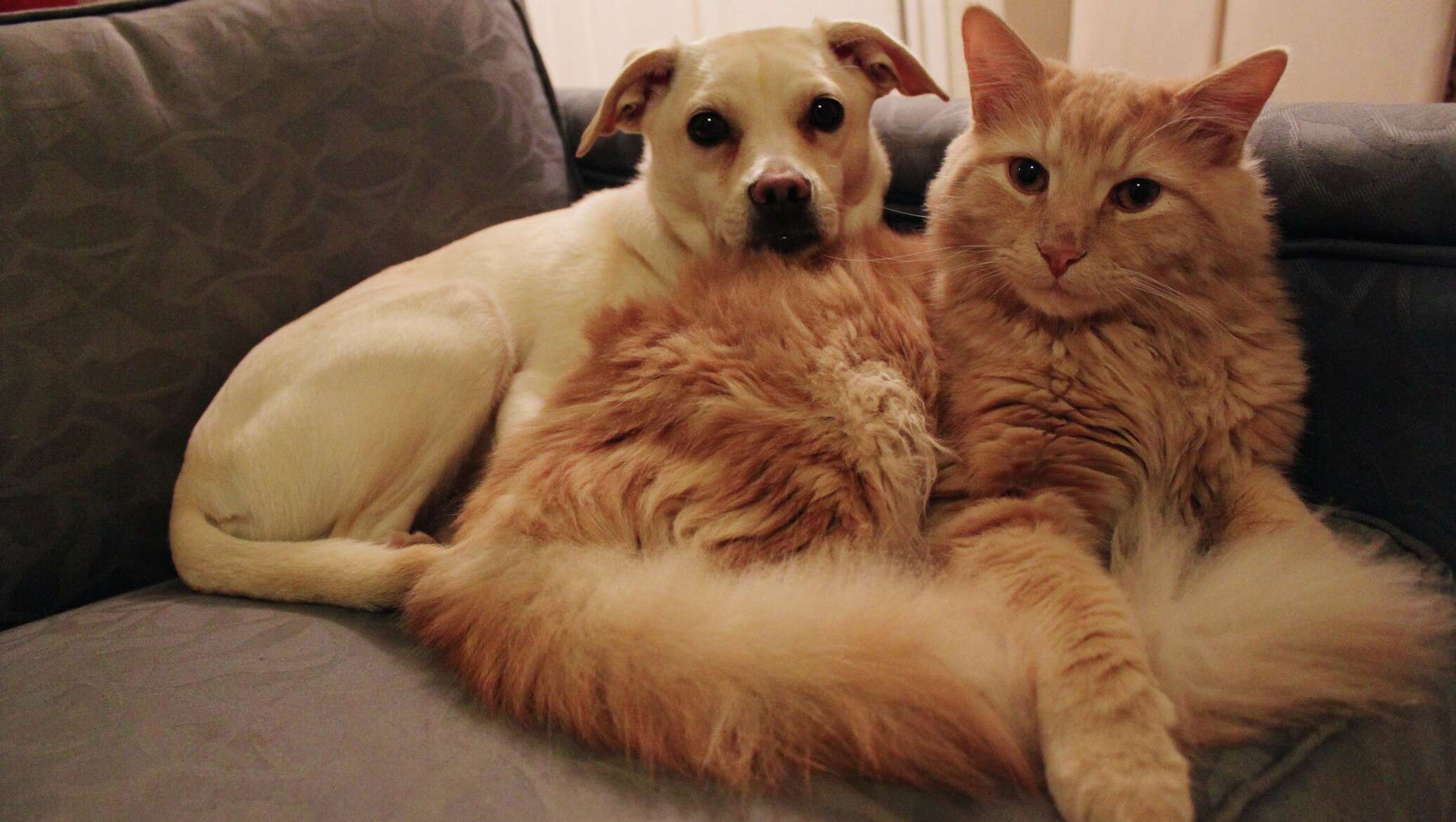 Питомцы кошечки. Кошки и собаки. Красивые домашние животные. Домашние любимцы. Фото кошек и собак.
