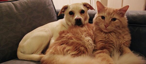 Собака и кошка - Sputnik Беларусь