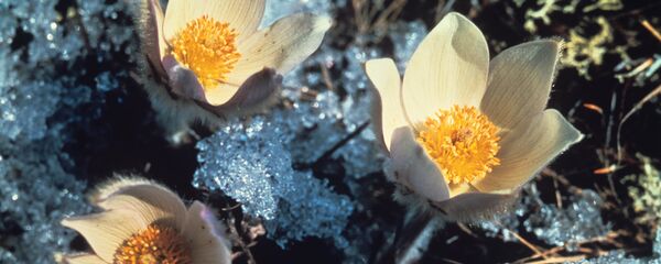 Падснежнікі - Sputnik Беларусь