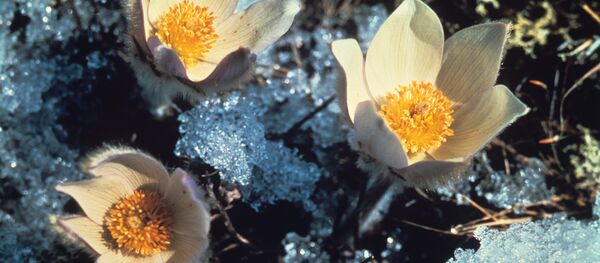 Падснежнікі - Sputnik Беларусь