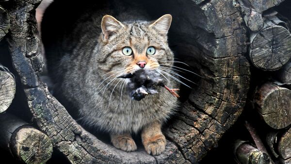 Лесной кот (FELIS SILVESTRIS) - Sputnik Беларусь