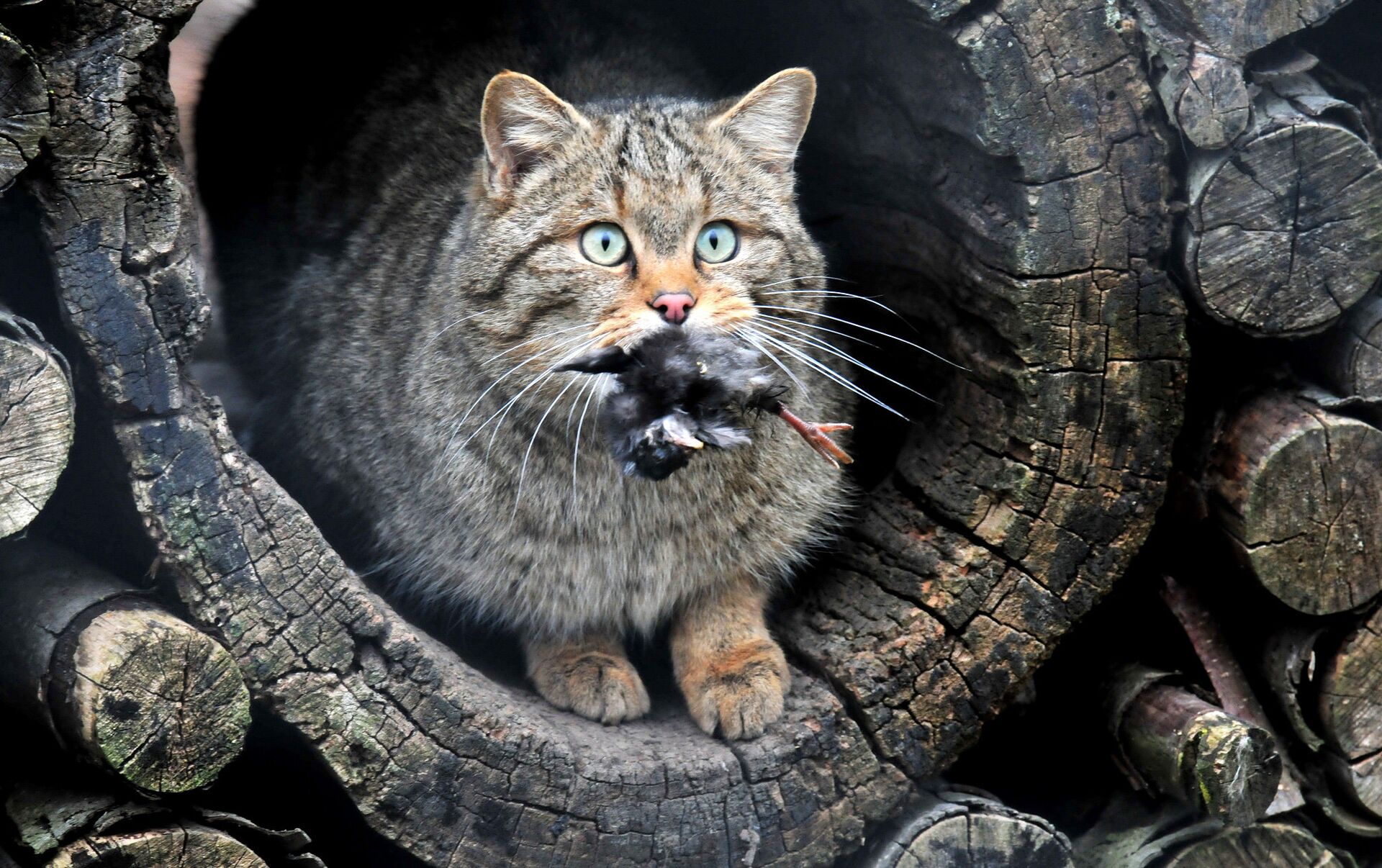 Дикий кипишь. Европейский дикий Лесной кот. Кавказский дикий Лесной кот. Амурский Лесной кот. Дальневосточный Амурский Лесной кот.