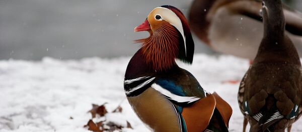 Утка-мандаринка - Sputnik Беларусь