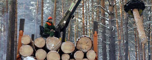 Заготовка леса - Sputnik Беларусь