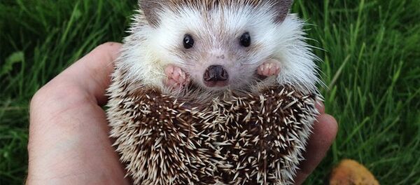 Ежик Бидди - Sputnik Беларусь