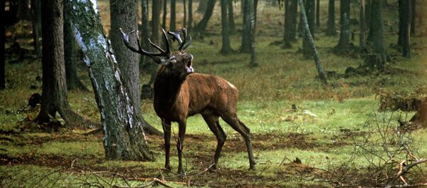 Высакародны алень у Белавежскай пушчы - Sputnik Беларусь