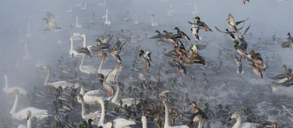Лебеди и утки, архивное фото Лебеди и утки, архивное фото - Sputnik Беларусь