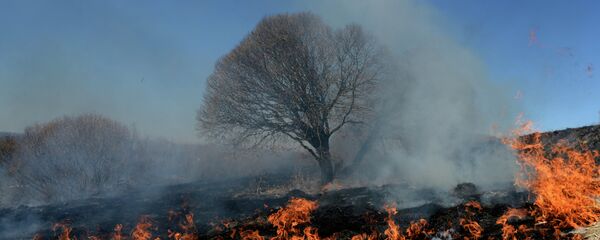 Сжигание сухой травы Сжигание сухой травы - Sputnik Беларусь