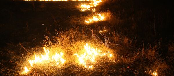 Полевой пожар - Sputnik Беларусь