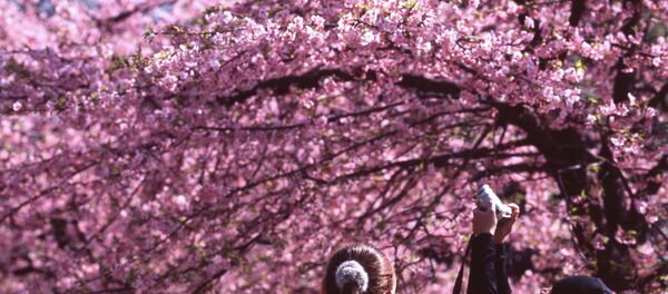 Цветение сакуры Цветение сакуры - Sputnik Беларусь