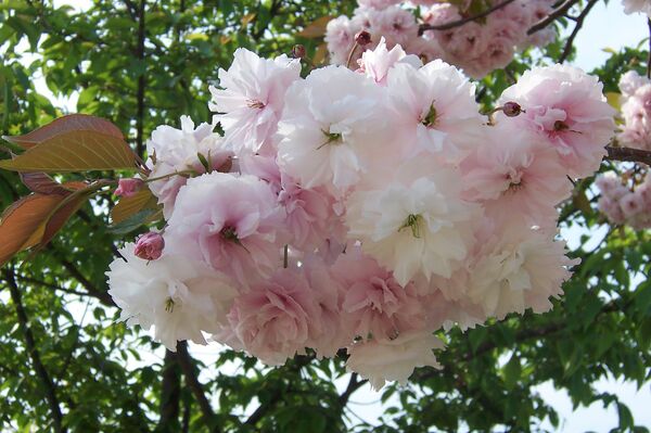 Махровая сакура в цвету - Sputnik Беларусь