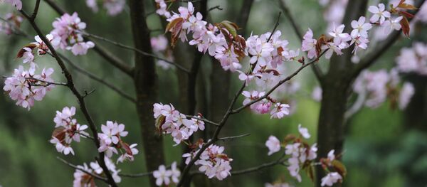 Цветение сакуры, архивное фото - Sputnik Беларусь