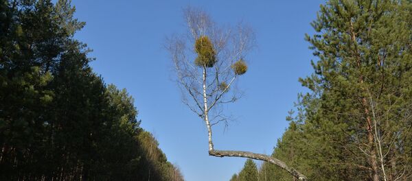 Лесная дорога - Sputnik Беларусь