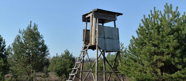 Вышка для наблюдения в лесу - Sputnik Беларусь