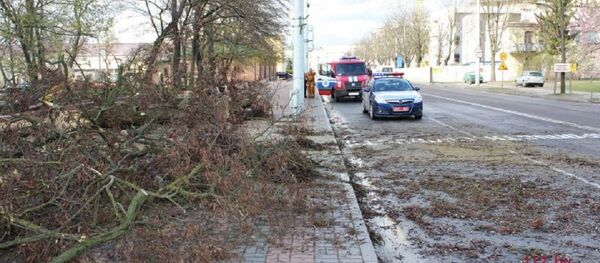 Поваленные в результате сильного ветра деревья в Бресте - Sputnik Беларусь