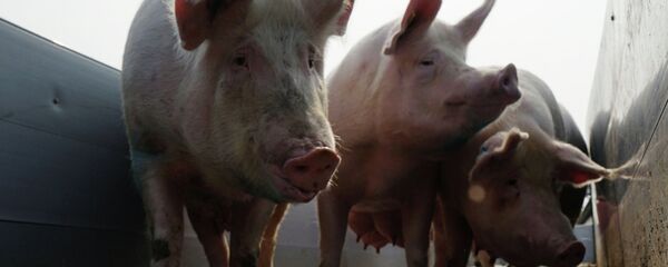 Свиньи - Sputnik Беларусь