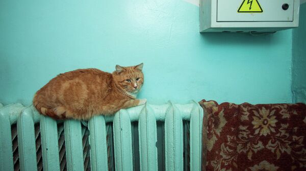 Кот на радиаторе отопления - Sputnik Беларусь