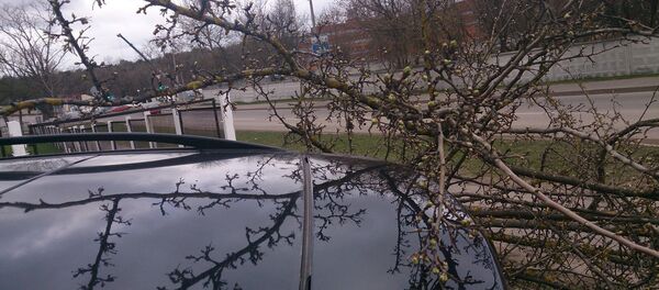 Дерево, упавшее на автомобиль из-за сильного ветра - Sputnik Беларусь