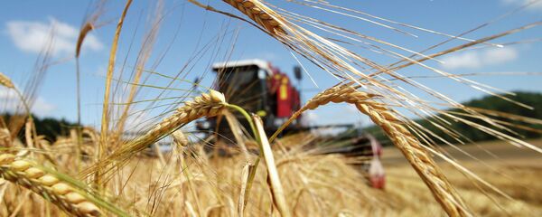 Уборка зерна около деревни Крутиловичи Дятловского района Уборка зерна около деревни Крутиловичи Дятловского района - Sputnik Беларусь