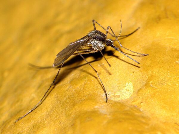 Малярийный комар - Sputnik Беларусь