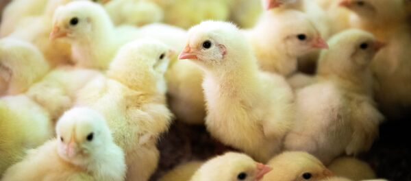 Цыплята на птицефабрике, архивное фото - Sputnik Беларусь