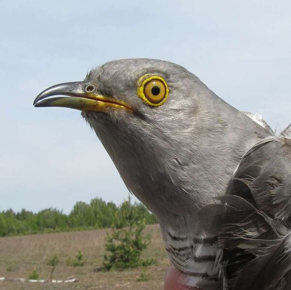 Зязюля Ігар Зязюля Ігар - Sputnik Беларусь