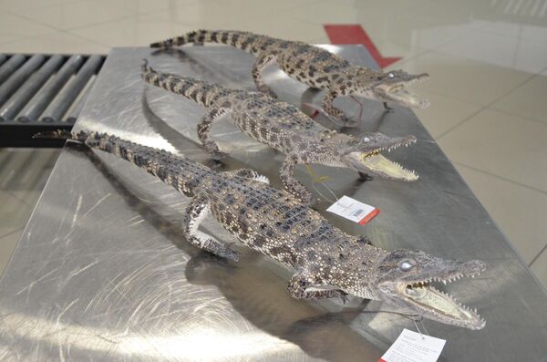 Чучела крокодилов, изъятые на таможне - Sputnik Беларусь