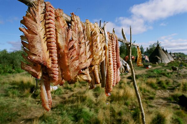 Жизнь на Ямале - Sputnik Беларусь