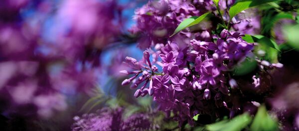 Цветущая сирень, архивное фото - Sputnik Беларусь