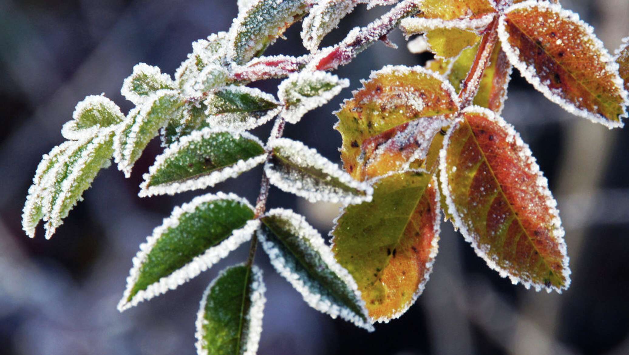 Еще холоднее. Leaves Blue Frost. Frozen Tree leaves.