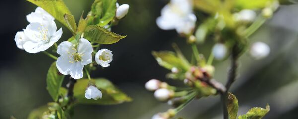 Цветущая яблоня, архивное фото Цветущая яблоня, архивное фото - Sputnik Беларусь