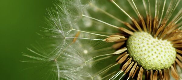 Дзьмухавец Дзьмухавец - Sputnik Беларусь