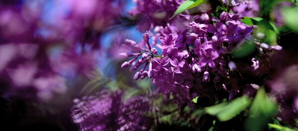 Бэзавая квецень - Sputnik Беларусь