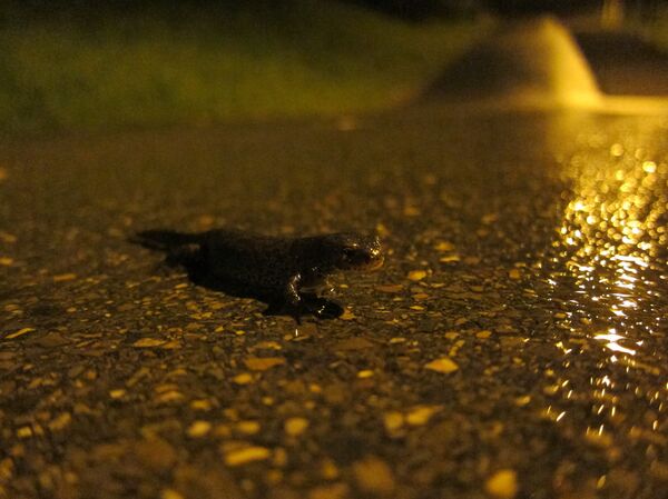 Тритон на дороге - Sputnik Беларусь