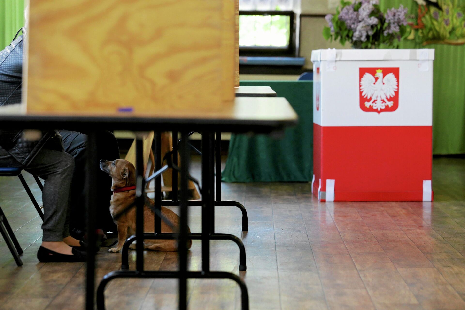 Выборы гоу. Выборы в Польше.