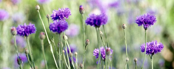 Цветут васильки - Sputnik Беларусь