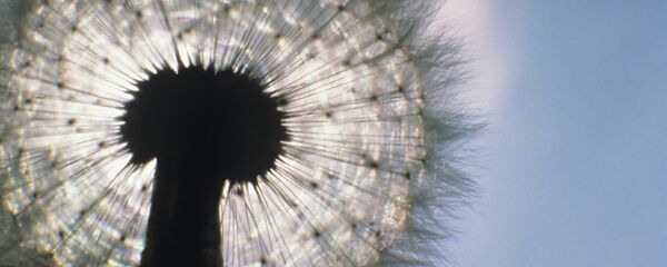 Одуванчик - Sputnik Беларусь