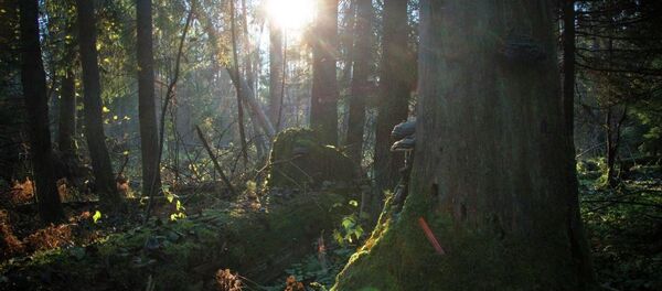 Беловежская пуща - Sputnik Беларусь