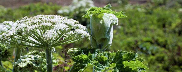 Борщевик Сосновского - Sputnik Беларусь